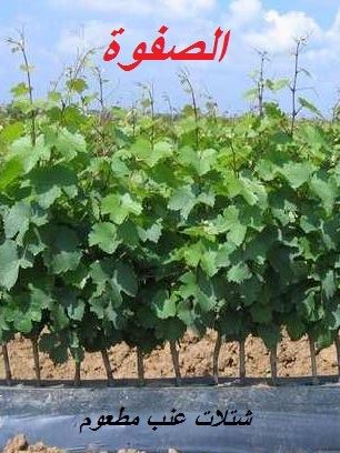 احجز واستلم شهر مايو عنب مطعوم